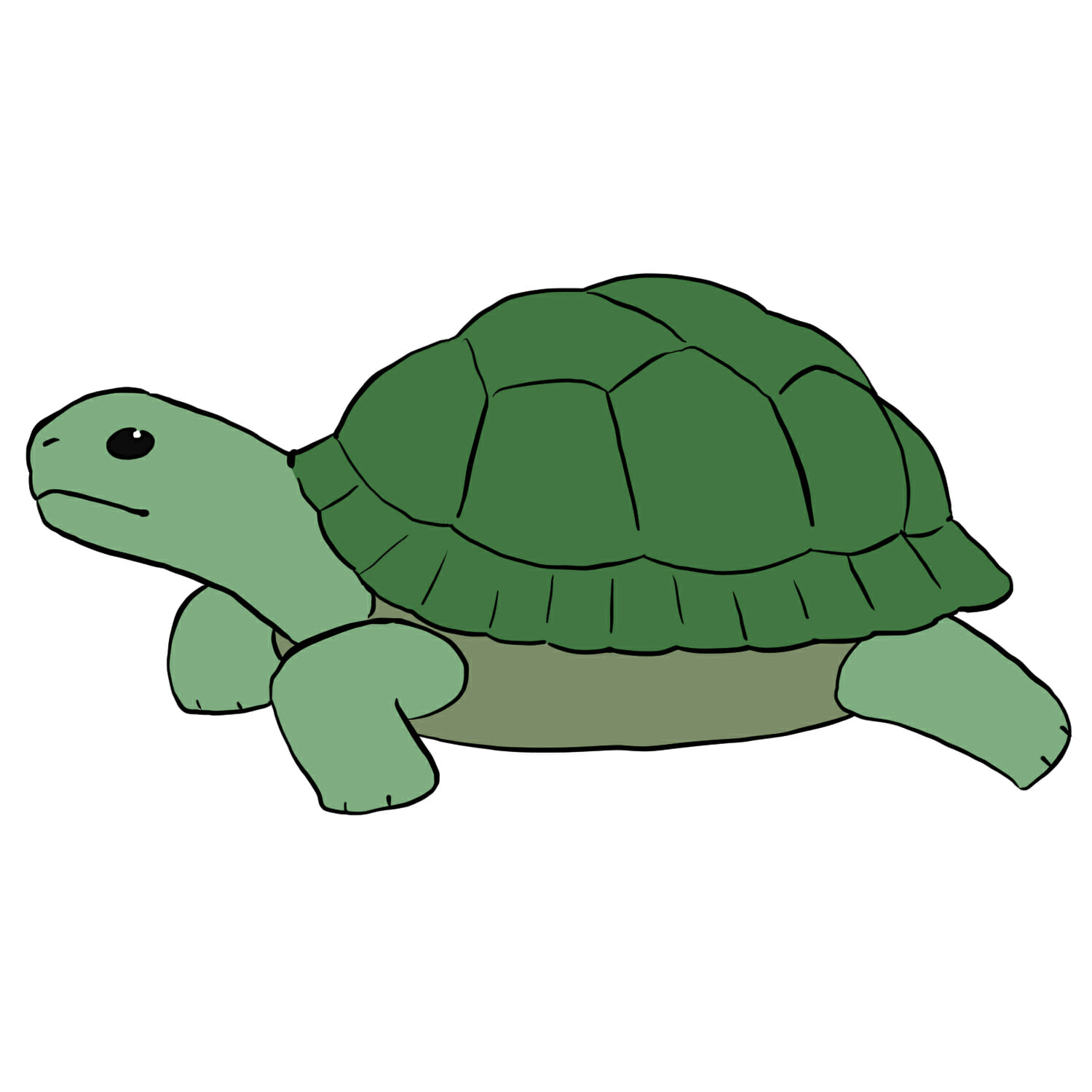 カメ吉